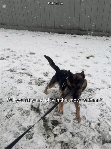 #ApolloTheRescueGSD #FluffForce #FluffForce3