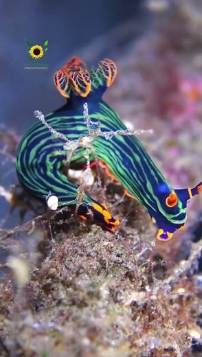 ✨ Amazing Sea Creatures: Wonders of the Ocean 🌊#SeaCreatures #OceanLife #MarineLife #Underwater