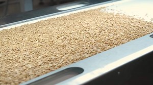 Raw nuts on a conveyor belt. Drying, roasting and packaging, the production process of light snacks. Factory production. 3