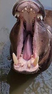 Why Hippos Are Way Scarier Than You Think..?🦛| Wild Minute#hippopotamus #hippo #wildlife