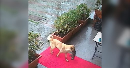 Stray dog brings her sick puppy to vet's front door in Turkey