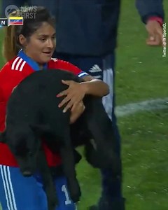 Dog Invades International Soccer Match To Demand Pats A dog has caused (a cute version of) havoc on an international soccer match when it ran onto the field early in the game. In the match between Chile and Venezuela's national women's teams, the dog broke free onto the field, with the Chilean goalkeeper Christine Elder calling a stop to the match, while giving the pup a tummy rub. The dog then managed to get a few more pats and complete some zoomies all before being carried off the pitch with h