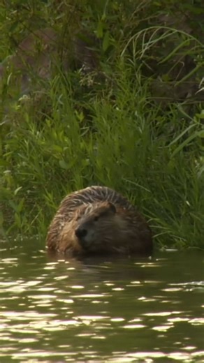 The beaver, Canada’s national animal, is famous for its incredible engineering skills, shaping ecosystems with its impressive dams and lodges. Found across North America and Eurasia as two distinct species, these industrious rodents play a vital role in maintaining wetlands and supporting biodiversity. But despite their importance, beaver populations have declined over the years due to habitat destruction and hunting. International Beaver Day is all about celebrating these remarkable creatures a