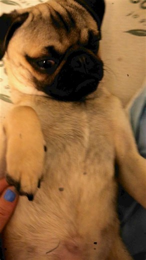 11 reactions | Pug compilation 殺 | Pug Philosophy | Facebook