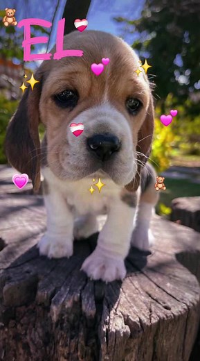 Adorable Beagle Puppy Nala | Cute Beagle Dog Videos