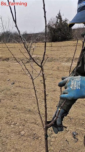 apricot tree pruning#satisfying #pruning #shortvideo