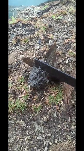 Understanding Stonefish Venom: A Hidden Danger