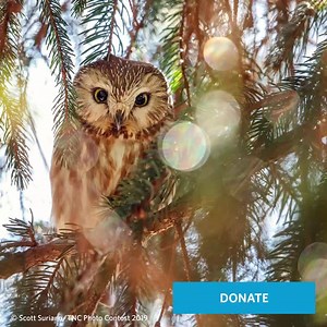 773 reactions · 67 shares | Don’t wait, make your generous tax-deductible gift for nature for 2019 and protect all the little things that need it most. | The Nature Conservancy | Facebook