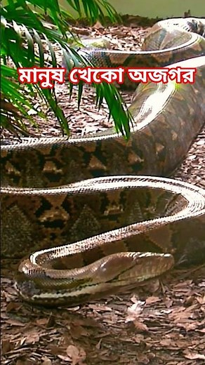 Reticulated python. Reticulated python. Golbahar python #reticulatedpython