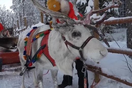 Catch up with the reindeer in Lapland