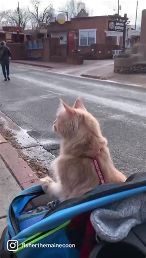 Walking around Santa Fe looking at art. 🖼 Petmate Pet Products #tailsfromthetrails The xx | Fisher The Maine Coon
