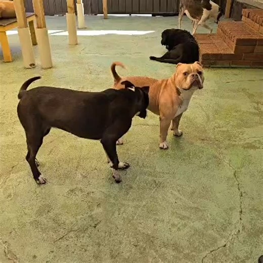 Piper and Rollo | Dog Play Centre