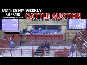 1/9/2025 -Benton County Sale Barn - Cattle Auction