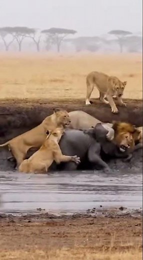 Lions vs. Baby Elephant: The Ultimate Savanna Battle! 🦁🐘
