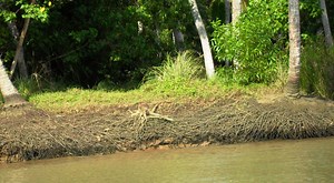 Exposed roots of palm trees, Kerala backwaters