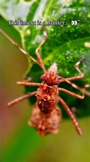 Tiny Predator: Assassin Bug 👀 #nature #insects #macroperfection
