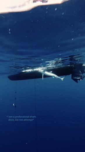 #shark #sharktooth #sharkteeth #blueshark #dive #sharkbite These teeth are my treasures🦷 *Please never dive with sharks without a professional guide*