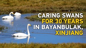 Bayanbulak is China's largest swan reserve in northwestern Xinjiang Uygur Autonomous Region. Regarded as angels by Mongolian herdsmen, swans not only find the environmental conditions favorable to their stay, but also receive exceptional care from local rangers. Having found a deep connection with the swans, rangers at the reserve tend to them as if they were their children. #XinjiangLife | CGTN