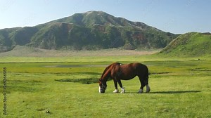 阿蘇草千里の馬