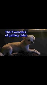 1.8K reactions · 609 shares | The 7 wonders #el #chihuahua #chiuhuahua #chihuahualove #chihuahualife #chihuahuapuppy #chihuahuaworld #chihuahuamix #chihuahuafanatics #doglover #dogsofinstagram #dog #doglife #dogsofinsta #petsoftiktok #pet #petsofinstagram #PetCare #petlover #fypviralシ #fypシ #fy #fypシ゚viralシfypシ゚ #fypシ゚viralシ2024fyp #fypシviralシ2024 #reelsfbシ #reelsvideoシ #reelstrending #shichi #omg #furbaby #furdad #furmom | El-Toby Thompson | Facebook