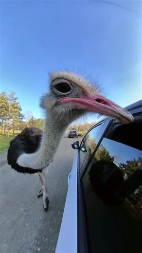 Attaque d'autruche au zoo : une expérience incroyable !