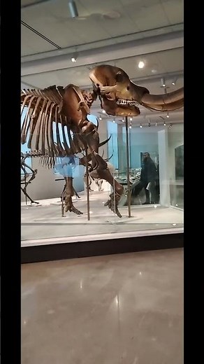 Cartoon Ice age Ellie er skeleton... #museum #art #dinosaur #jurassicpark ..