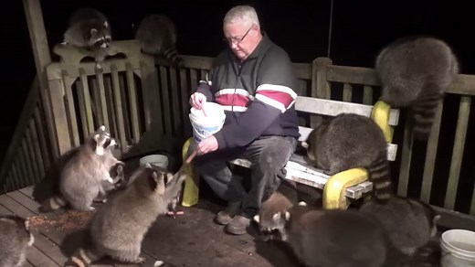 Man Gets Mobbed By Raccoons While Feeding Them Hot Dogs
