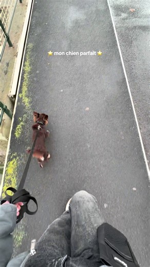 Chihuahua: Le Chien Parfait pour Tous