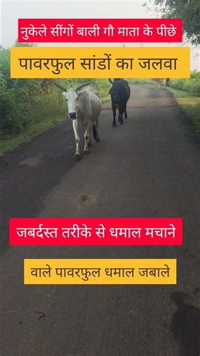 The incredible display of powerful bulls chasing a cow with sharp horns, creating a massive sensa...