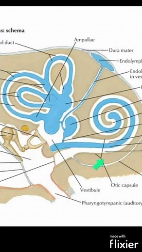 Bony Labyrinth Of Internal Ear #shorts #Anatomy #mbbs #education