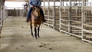 LOT #115 “Skippen Nitabee” 2015 AQHA Buckskin Mare 🐴 Bowie Texas March Horse Sale🐴 ❇️ March 5th Catalog Sale� ❇️ March 6th Open Sale 🍀We start the preview at 9am, with the sale to start at 12pm! �🛑 Deadline to Enter April Catalog is March 18th, enter online at: www.bowietexasconsignmenthorses.com See you there!�. Location Bowie, Tx 76230 𝐓𝐨 𝐁𝐢𝐝 𝐎𝐧𝐥𝐢𝐧𝐞:� 1️⃣ Register with CattleUSA.com�2️⃣ Scroll down Cattle USA home page to register with Bowie Livestock. 3️⃣ Email drivers license 