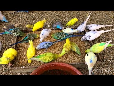 Beautiful singing birds video | Budgie chirping sounds | Beautiful Australian Parrots sounds