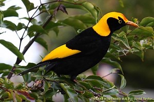 Regent bowerbird - Alchetron, The Free Social Encyclopedia