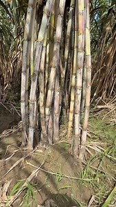 Kulwant Singh on Reels