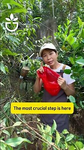 propagating peach trees from cuttings #plant #garden #cutting #propagation #gardencare