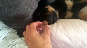 Puppy Tries Steak, Tastes the Good Life - video Dailymotion
