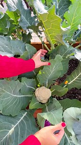 75K views · 312 reactions | Every year my Cauliflower and Broccoli...