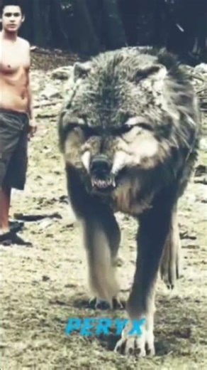 Twilight Wolves Jacob Black Edit #explore#edit#fyp#foryou #fördig#foryoupage #viral #twilight#peryx