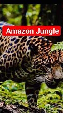 The Amazon Jungle: Why It’s Almost Impossible To Survive Here