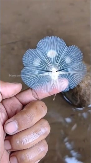 This Transparent Sea Creature Looks Like an Alien Flower 😱🌊 #cute #cuteanimals
