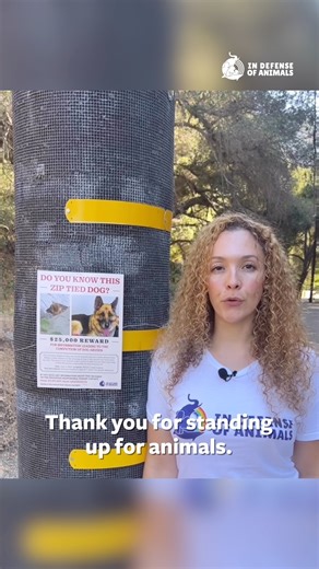 🕯️ICYMI: Sad news, Argon has passed away. His abuser is STILL at large in Los Angeles! This beautiful German Shepherd dog almost died when he was zip-tied around the mouth & neck then dumped in a Malibu canyon. YOU can help get #Justice4Argon! Order posters now: https://bit.ly/4iSnF0Z Learn more: https://bit.ly/42G26ff Please share this post to maximize your impact, and consider making a donation to support our work https://bit.ly/4jPZwc8 Thank you. | In Defense of Animals