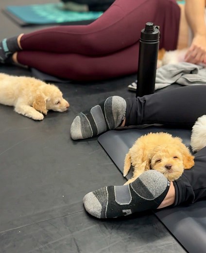 Mischief in Puppy Yoga Class: Cockapoos at Play