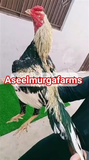 #aseelmurgafarms #mushkiaseel #lasaniaseel #chaudharykamranshahidfarm #poultryfarming #birds #viral