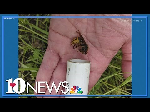 Spot the difference: European hornet vs. "Murder" hornet