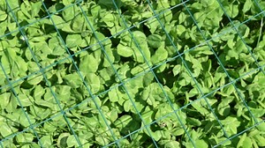 Black PVC Coated Welded Wire Fencing,2"x3" 16 Gauge,48inch H x 100ft L Garden Wire Fence Roll,2/3/4/5/6ft Tall x 50/100 ft Long Hardware Cloth Metal Mesh for Yard,Farm,Chicken,Dog,Vegetable Protection