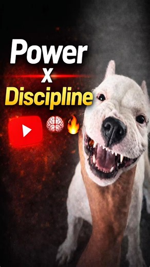 Dogo Argentino Training Starts From Day One 💪🐶