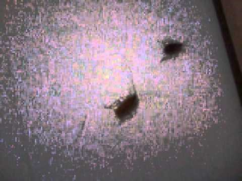 How Cockroaches Mate