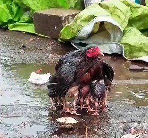 1.1M views · 10K reactions | Every mother counts... | Amazing-Things | Facebook