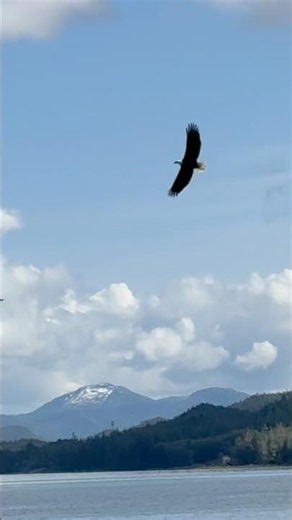 American Bald Eagle flying in Alaska | Free Bird | USA 🇺🇸