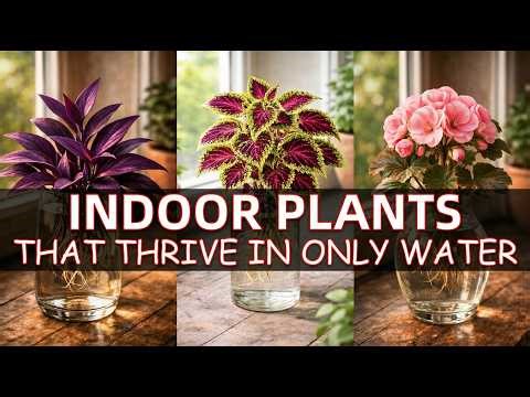 20 Indoor Plants That Thrive In Only Water